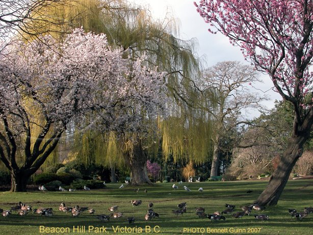Spring Beacon Hill Park,  Victoria, B.C.