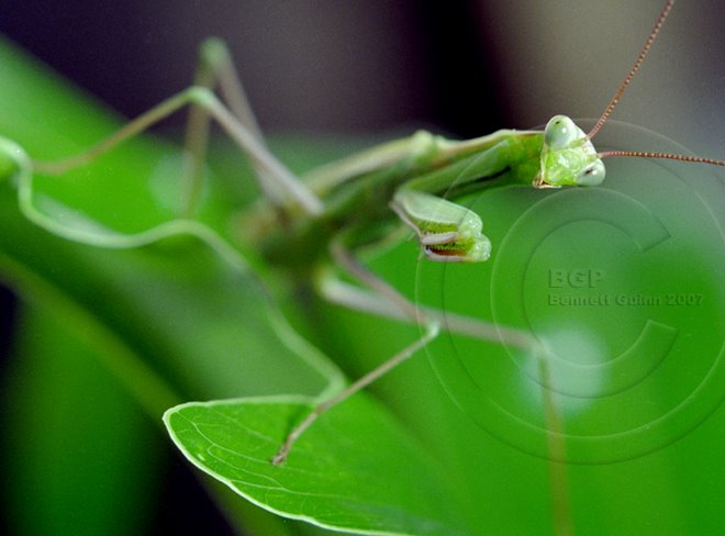 Curious Praying Mantis