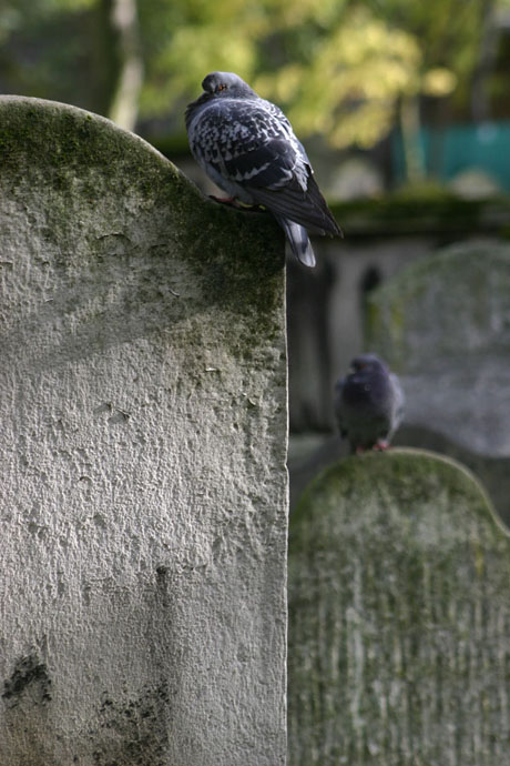 Pigeons, Bunhill Fields, London