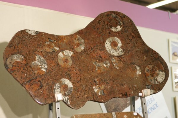Plaque de macro-fossiles