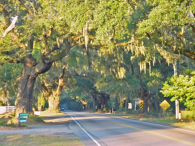 Bohicket Road Oaks, John"s Island, SC