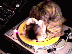 DJ: kittycat