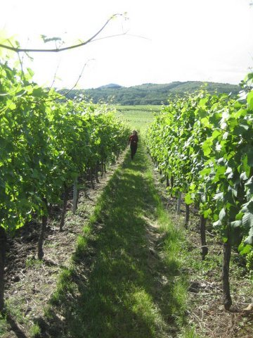 Running through vineyard1