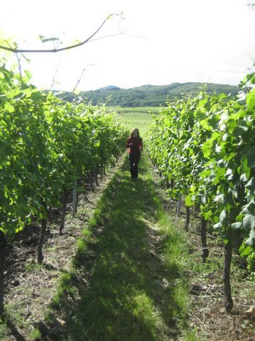 Running through vineyard2