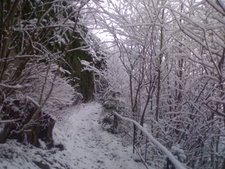 The Snowy Trail