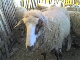 a beatyfull healthy sheep