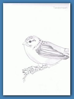 A Sparrow