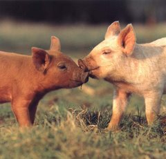 PIG LOVERS