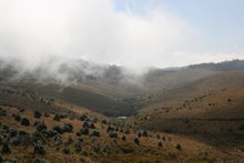 mist over Horton's Plains