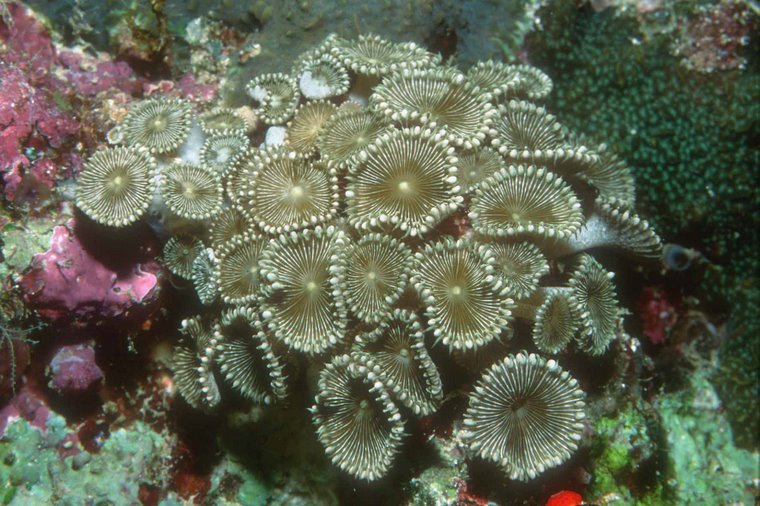 Indahnya dunia laut.........!!!!!!