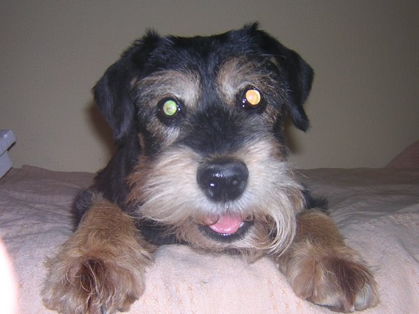 Peludo, hasta siempre