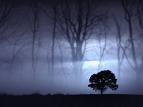 El árbol de noche también sabe estar triste