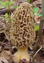 Morel Mushroom