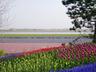 bumi_trans@yahoo.com
