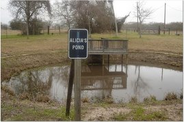 Alicia's Pond