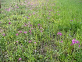 Field of Pink Phlox and Bladderpod