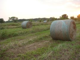 Round bales of hay