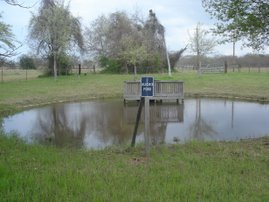 Alicia's Pond