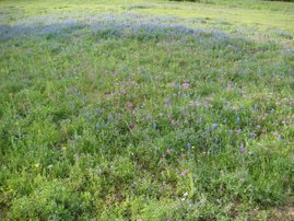 Field of Bluebonnets and Pink Phlox