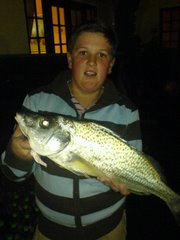a nice spotted grunter