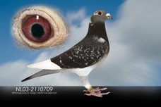 Dorel Borlovan's Racing Pigeons