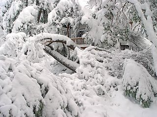 snow storm, Nov. 2006, photo by Robin Atkins