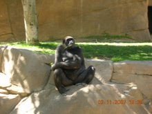 Gorilla at the SD zoo