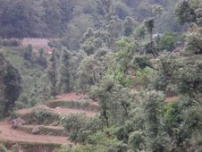 Terrace farming in Uttarakhand