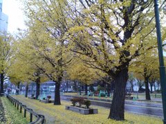 秋ー紅葉・大通り公園・札幌
