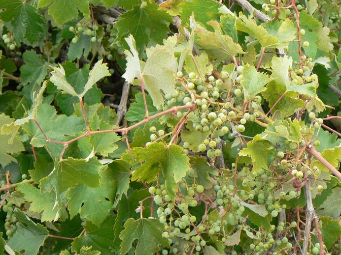 Grapes on a vineyard