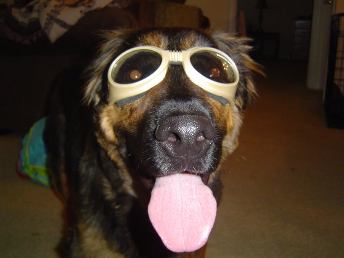 Doggles Are Awesome!  Says Ares.