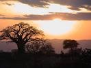 A Baobab Tree