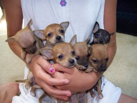 The Six Remaining Puppies