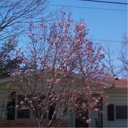 Pink Sauace Magnolia