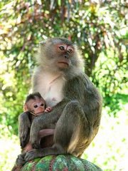 Monkeys at Borneo island