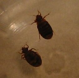 Close up of the bed bugs captured in a glass