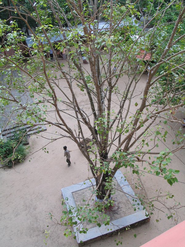 peepal tree at amritapuri