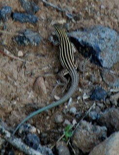 Lizard Deer And Tarantula Kind Of Day Tales From Echo Canyon