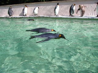 penguins standing and swimming