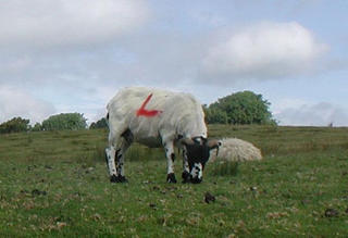 White shorn sheep with red L on the side