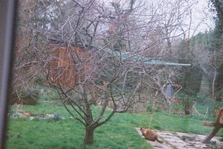 Burmese cat starting at muntjac (behind cherry tree)