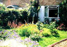 A cottage-style garden - foxgloves, Escholzias, snow-in-summer, roses, iries, geraniums, honeysuckle and more