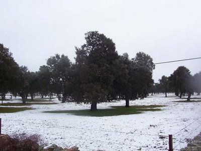 Nieve en las dehesas cercanas a Cardeña