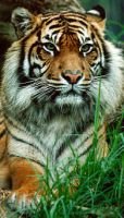 Sumatran Tiger (photo)