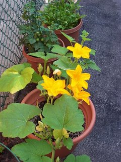 pumpkin flowers