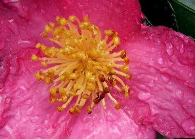 Camellia