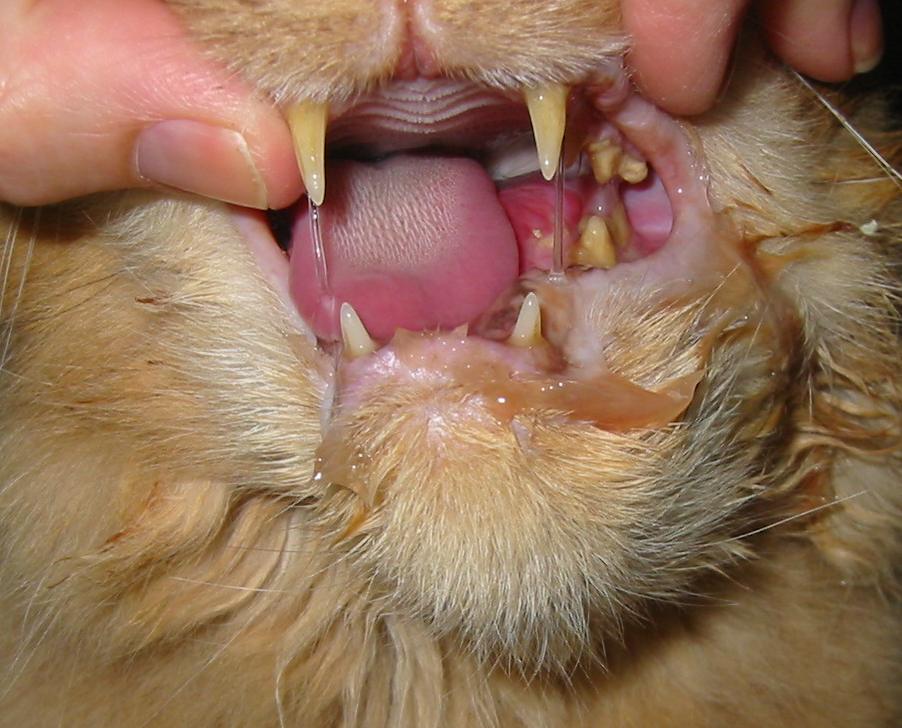 Feline Mouth Tumor 68