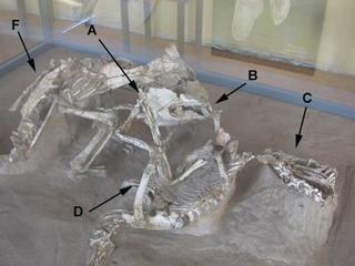 Protocertatops and Velociraptor Skeletons Fighting Photo