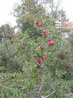 apples ripe for the picking
