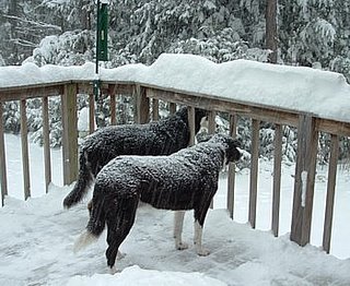 Lola and Shadow getting snowed upon